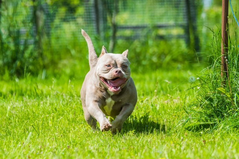 training pocket bully